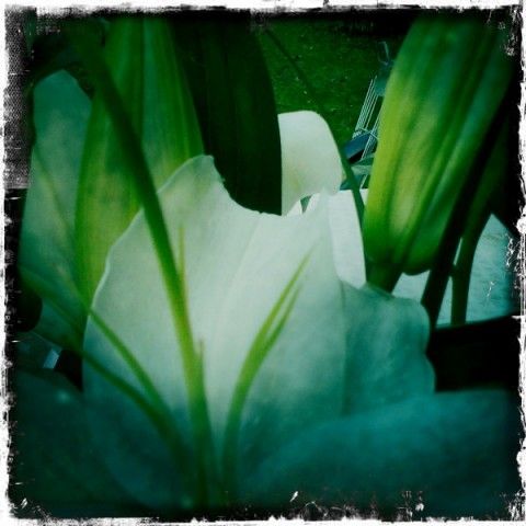 A whitel flower