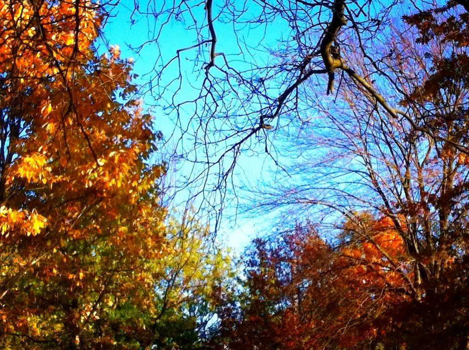 a color photo of a glorious fall day in Michigan