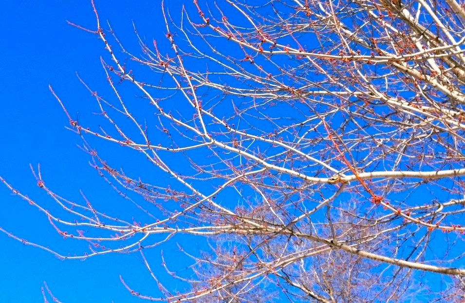 Color photo of a maple tree budding in mid-winter