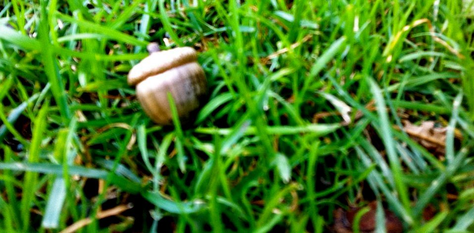 a color photo of acorn seed in green grass