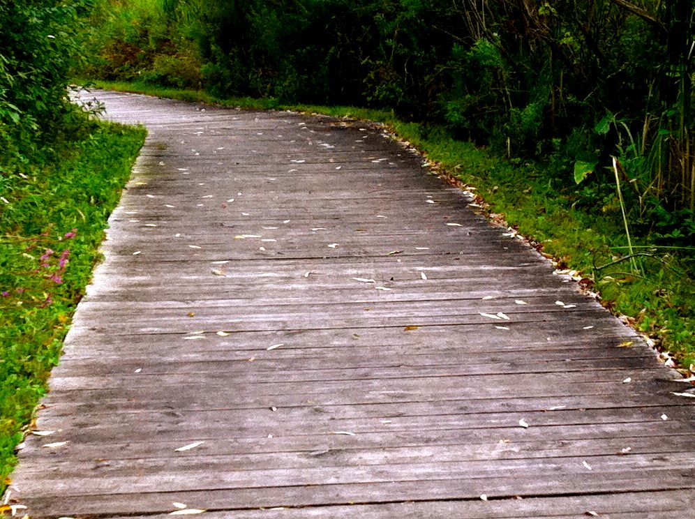 A color photo of a wooden path