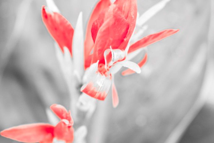 A grayscale photo of a flower with only red