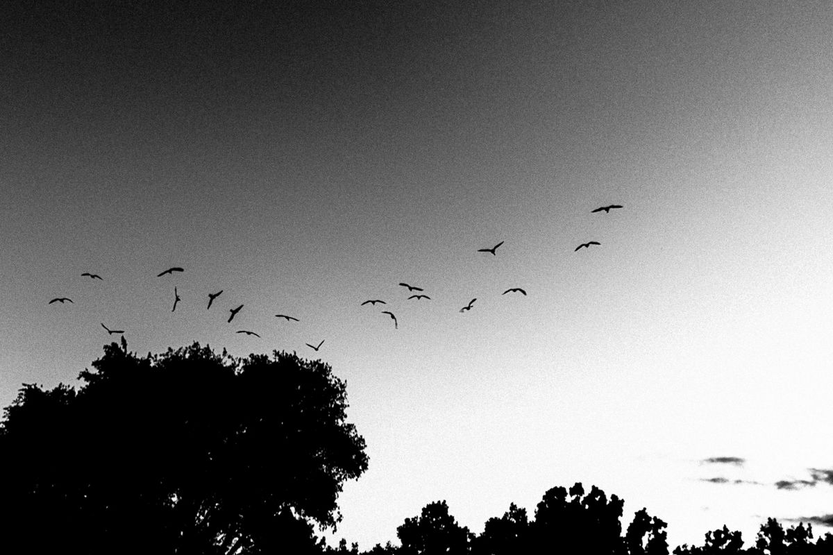 Birds leave trees. Shot with a Canon 60D by Jay Sennett