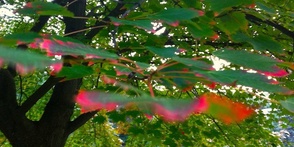 color photo of fall leaves with green leaves tipped with red