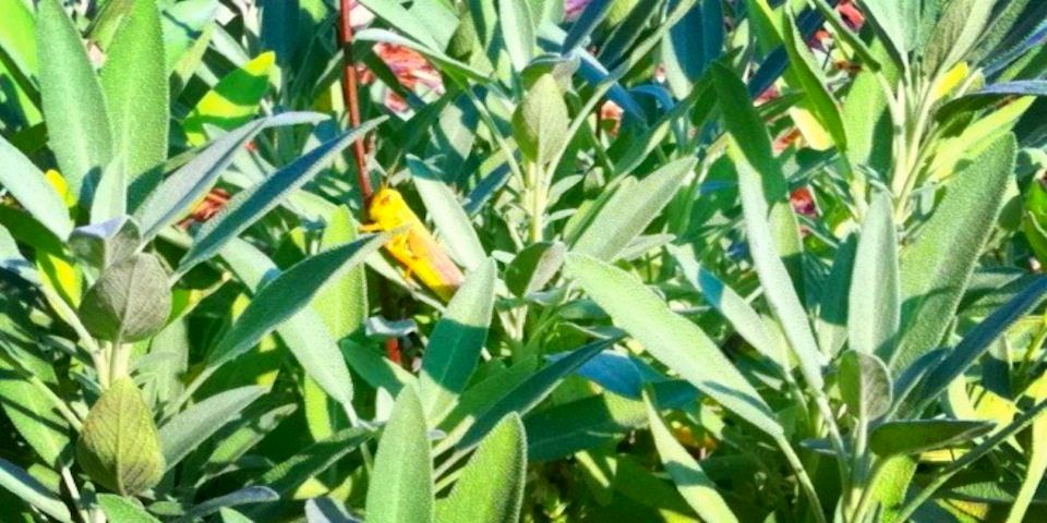 a green grasshopper sits on a green sage leaf