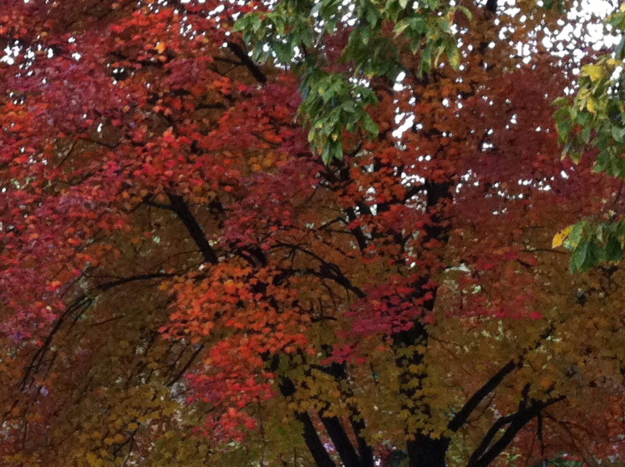 color photo of autumn trees